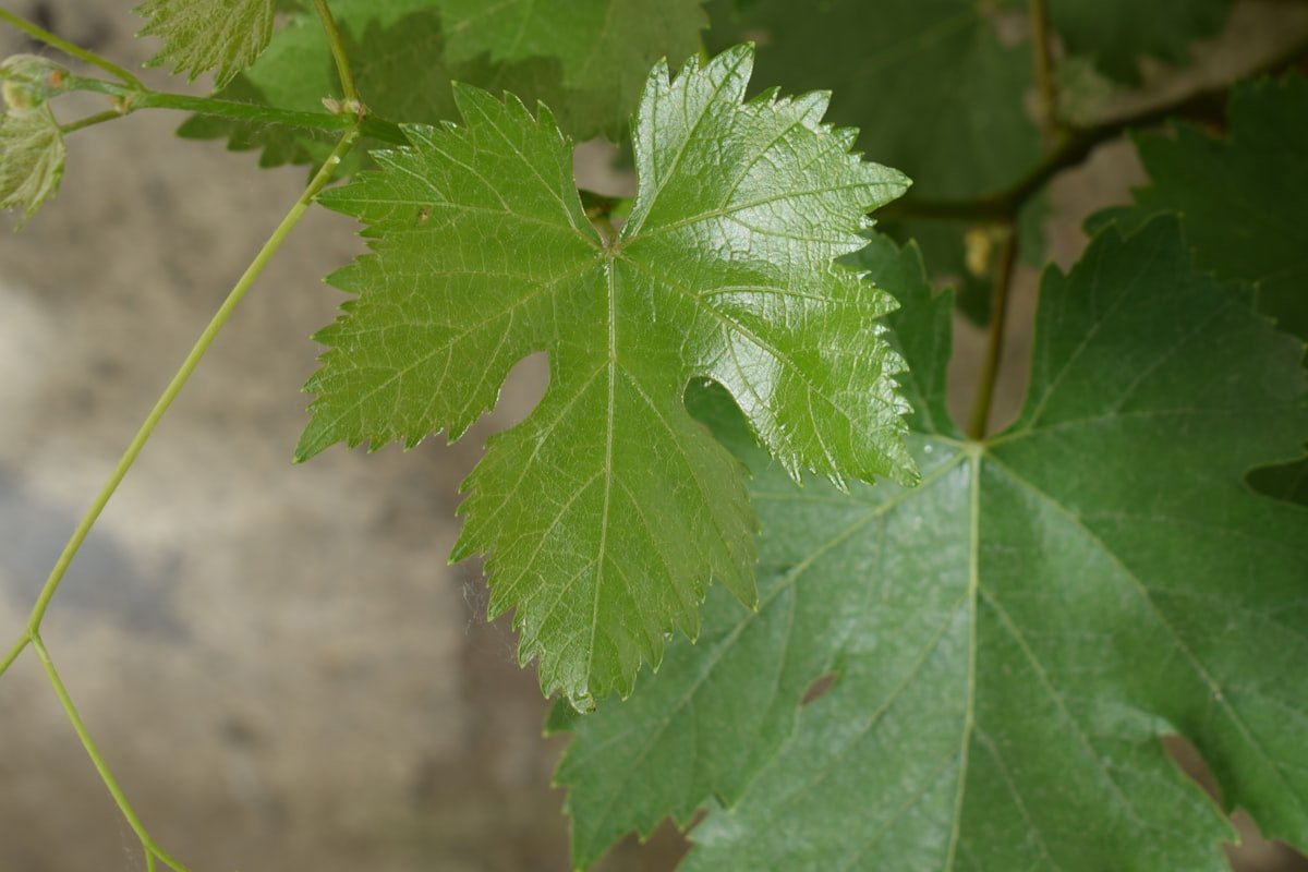 Hoja de vid enviada para análisis